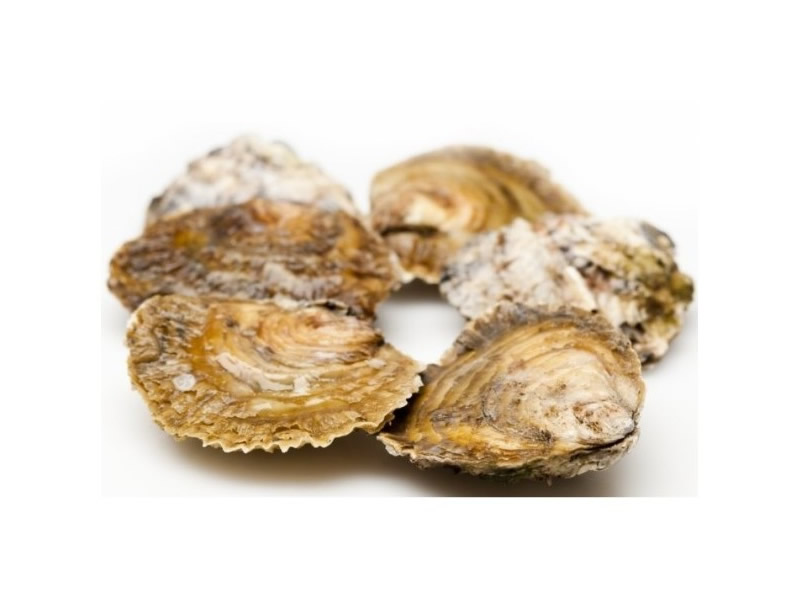 Ostras Gallegas