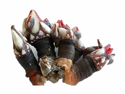 Percebes Gallegos